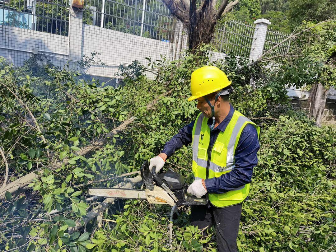 菲律宾网赌合法平台工人的日常养护修剪工作